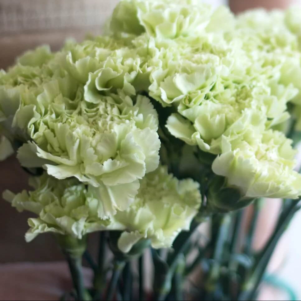 Light Green Carnation Seeds