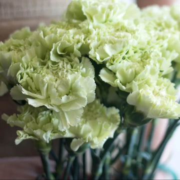 Light Green Carnation Seeds