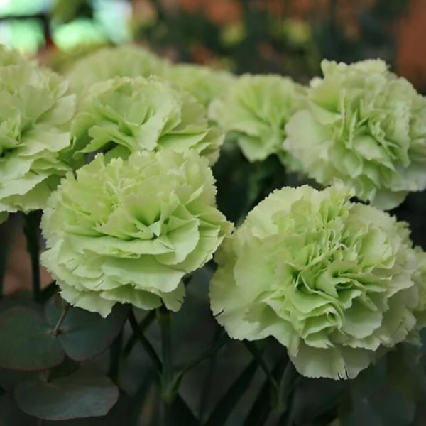 Light Green Carnation Seeds
