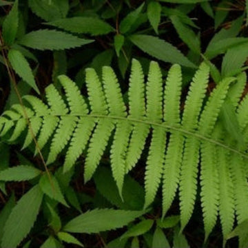 Light Green Fern Pteridophyta seeds