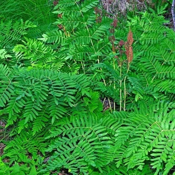 Light Green Fern Pteridophyta seeds
