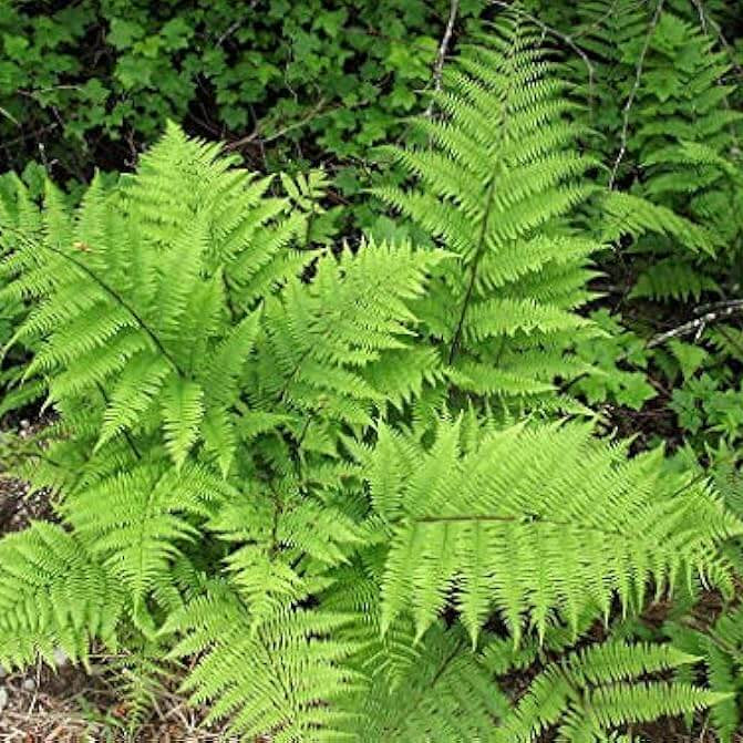 Light Green Fern Pteridophyta seeds