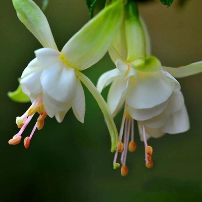 Light Green Fuchsia Seeds 