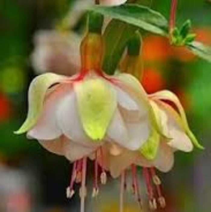 Light Green Fuchsia Seeds 