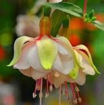 Light Green Fuchsia Seeds 