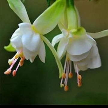 Light Green Fuchsia Seeds 