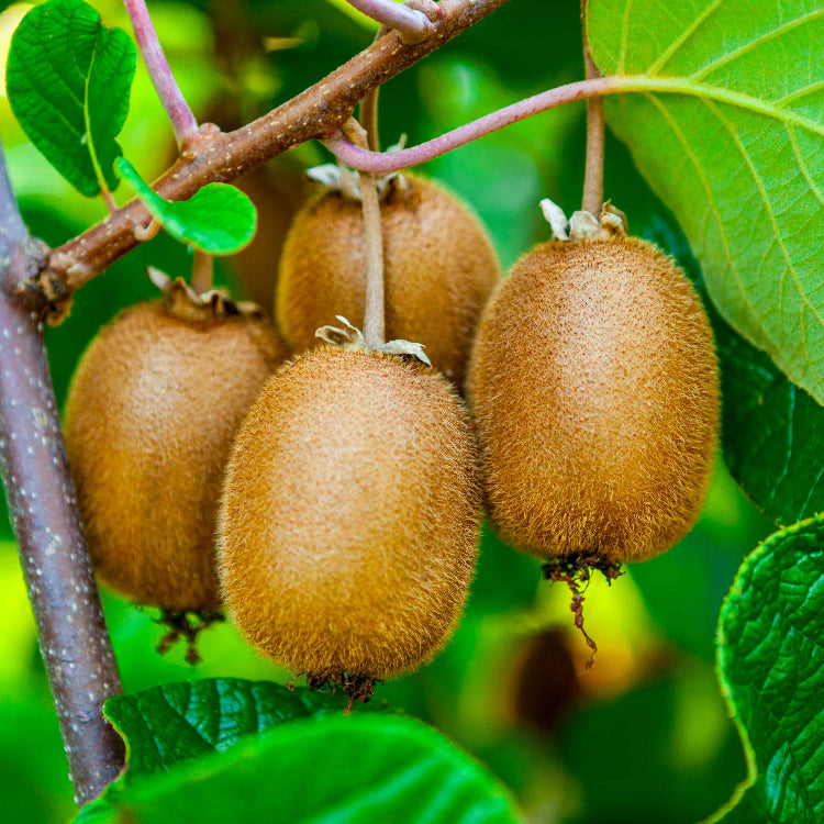 Light Green Kiwi Seeds 