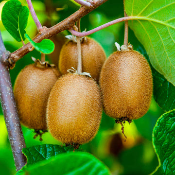 Light Green Kiwi Seeds 