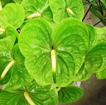 Light Green anthurium Seeds