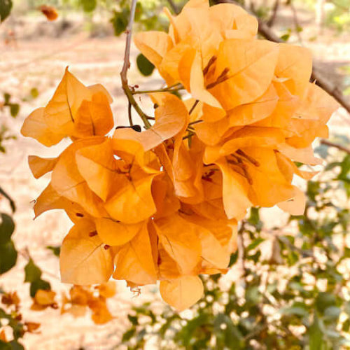 Light Orange Bougainvillea Seeds - Flower Plant