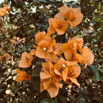 Light Orange Bougainvillea Seeds - Flower Plant