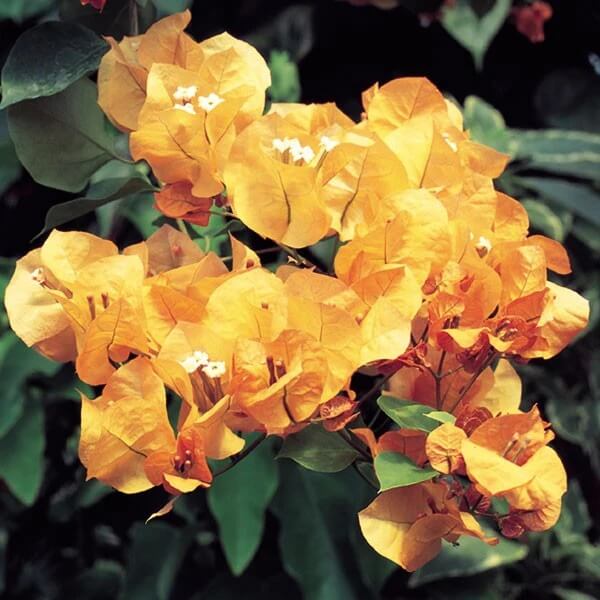 Light Orange Bougainvillea Seeds - Flower Plant
