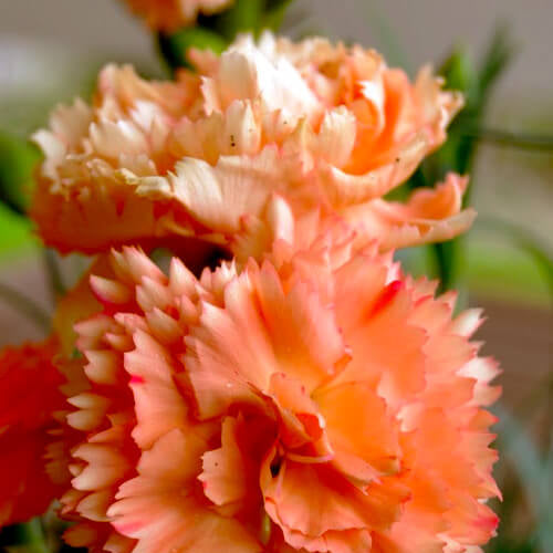 Light Orange Carnation Seeds –  Wildflower