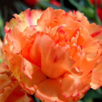 Light Orange Carnation Seeds –  Wildflower