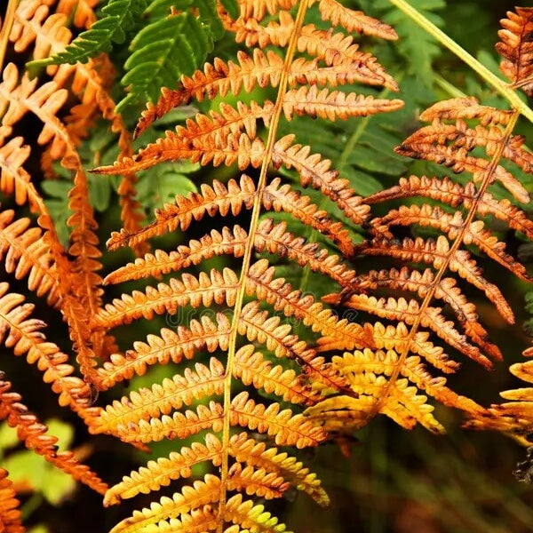 Light Orange Fern Seeds