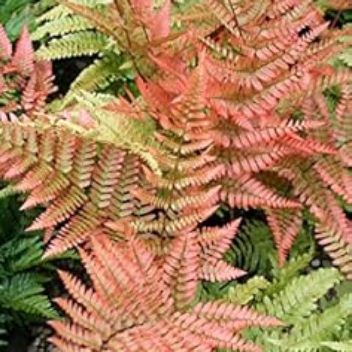 Light Orange Fern Seeds