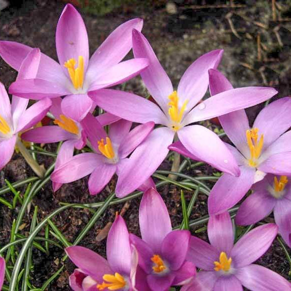 Light Pink Crocus Seeds 