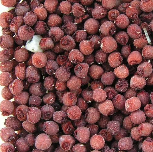 Light Pink Crocus Seeds 