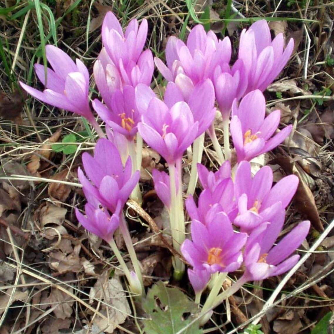 Light Pink Crocus Seeds 