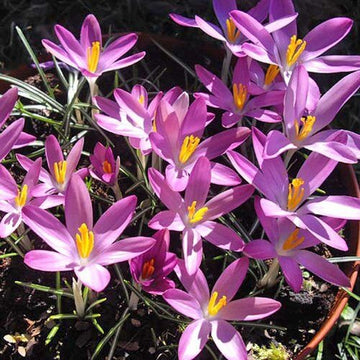 Light Pink Crocus Seeds 
