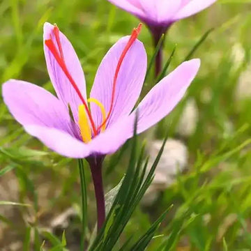 Light Pink Crocus Seeds 