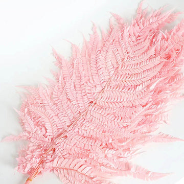 Light Pink Fern Pteridophyta Seeds 