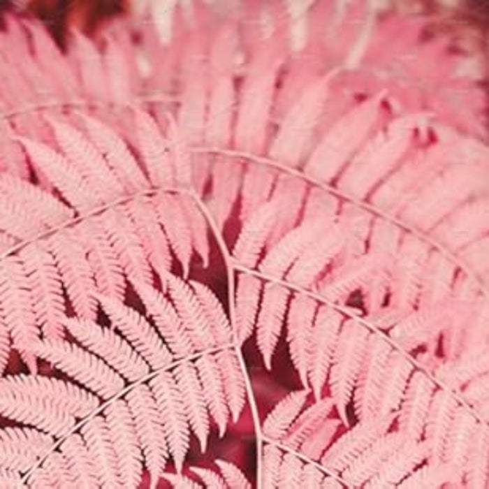 Light Pink Fern Pteridophyta Seeds 