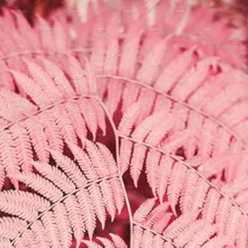Light Pink Fern Pteridophyta Seeds 