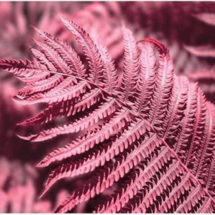 Light Pink Fern Pteridophyta Seeds 