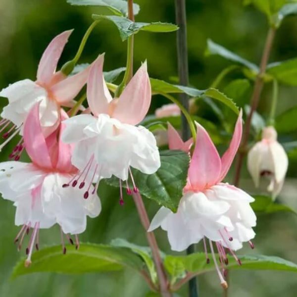 Light Pink Fuchsia Seeds