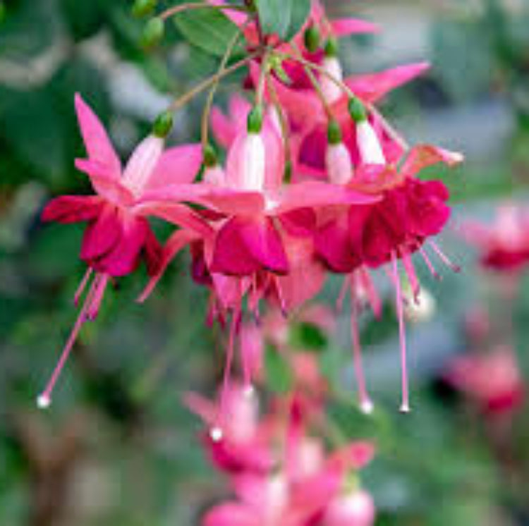 Light Pink Red Fuchsia Seeds -