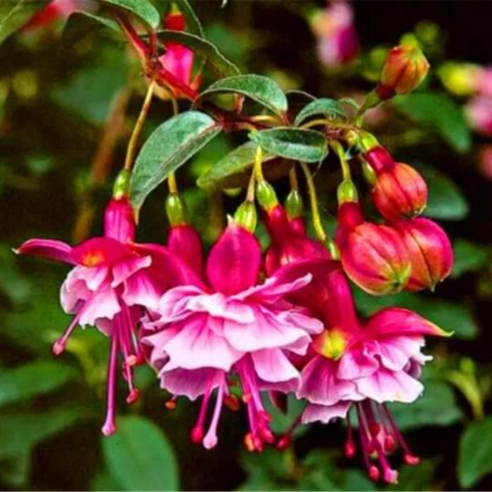Light Pink Red Fuchsia Seeds 