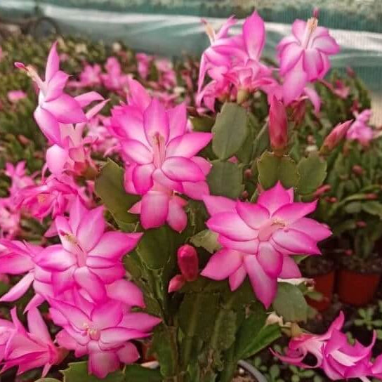  Light Pink Schlumbergera seeds - wildflower