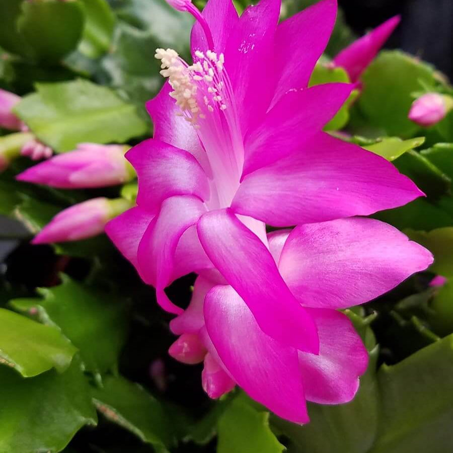  Light Pink Schlumbergera seeds - wildflower