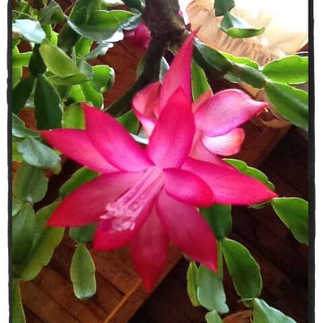  Light Pink Schlumbergera seeds - wildflower