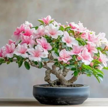 Light Pink simsii Bonsai Azalea Seeds