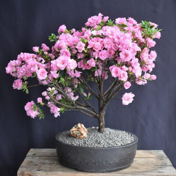 Light Pink simsii Bonsai Azalea Seeds