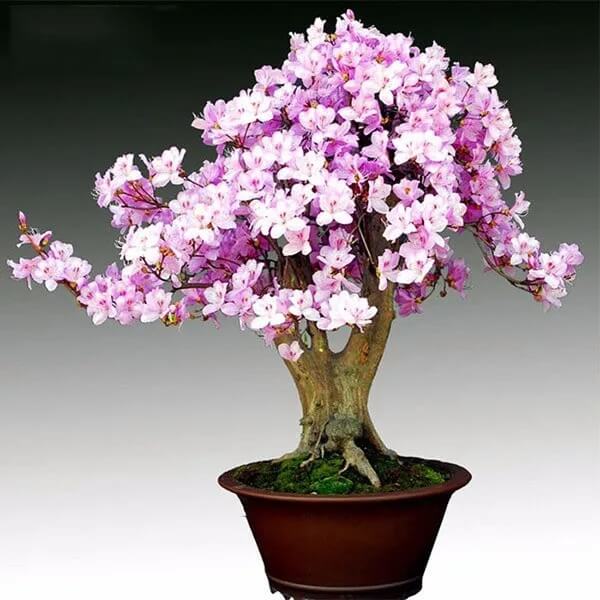 Light Pink simsii Bonsai Azalea Seeds