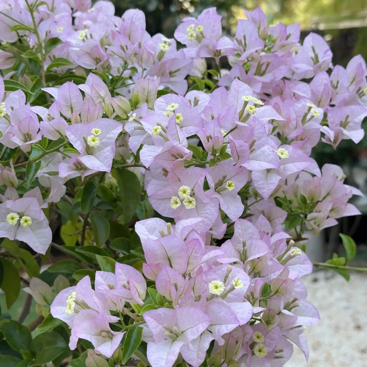 Light Purple Bougainvillea Seeds - Flower Plant