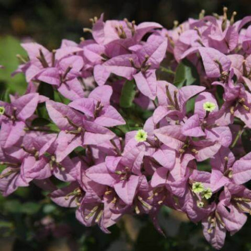 Light Purple Bougainvillea Seeds - Flower Plant