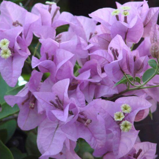 Light Purple Bougainvillea Seeds - Flower Plant