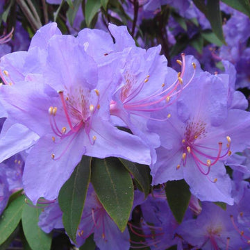 Light Purple Rhododendron Azalea Seeds 