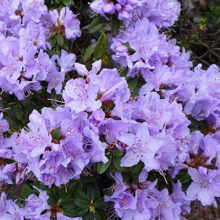 Light Purple Rhododendron Azalea Seeds 