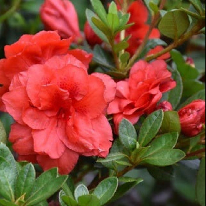 Light Red Azalea Seeds
