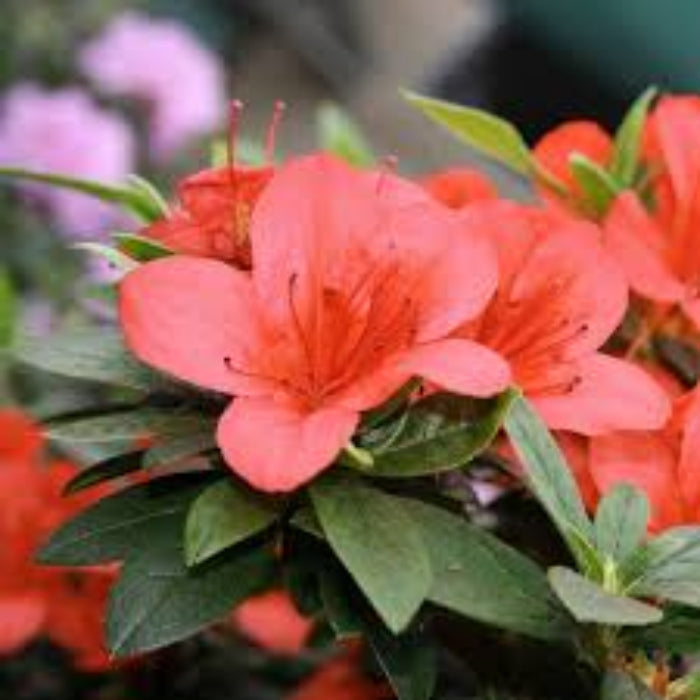 Light Red Azalea Seeds