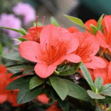 Light Red Azalea Seeds