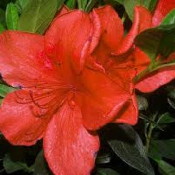 Light Red Azalea Seeds