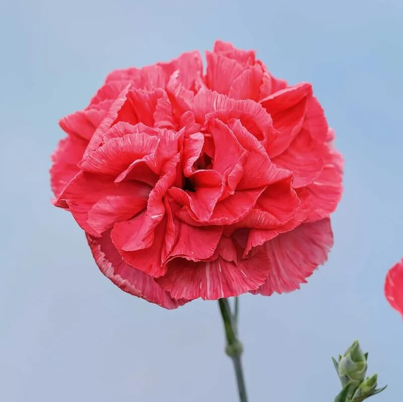 Light Red Carnation Seeds