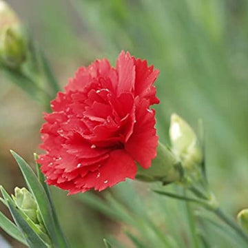 Light Red Carnation Seeds