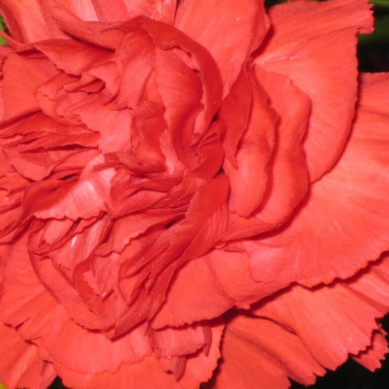 Light Red Carnation Seeds